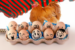 Eier mit verschiedenen Gesichtern in Eierbox und und eine Orpington Henne, Hahn als Werbung. Arten von Temperamenten. Sanguinisch, cholerisch, wütend, phlegmatisch, glücklich oder melancholisch.